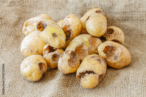 Potatoes eaten by pests