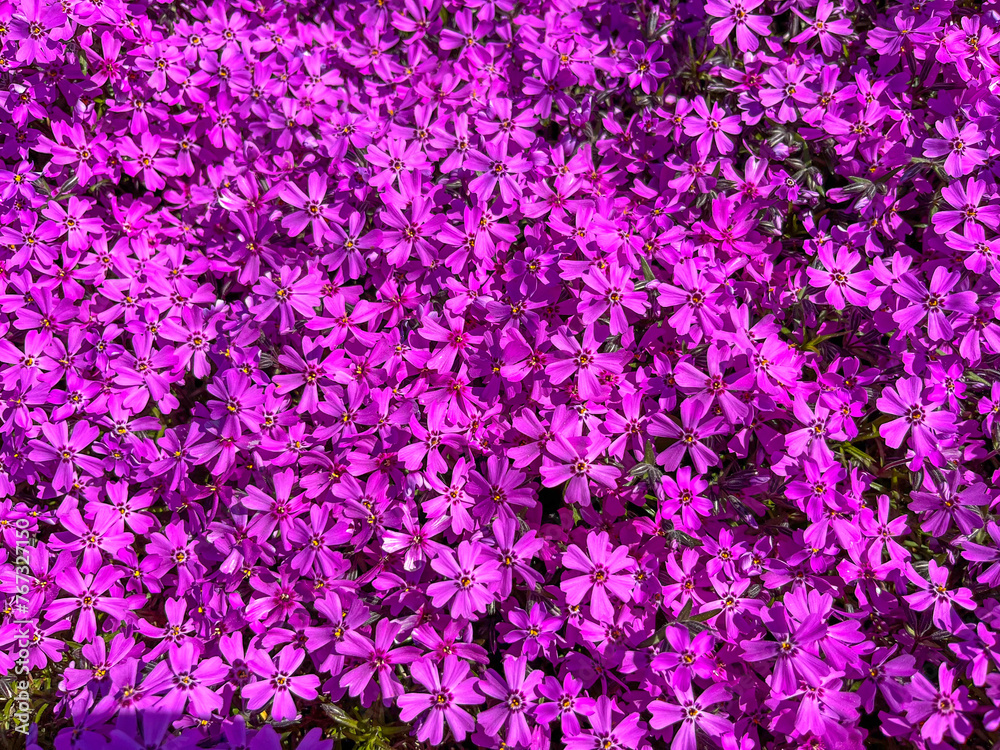 pink phlox flowers cover the ground like a carpet in the park pink phlox flowers cover the ground like a carpet in the park