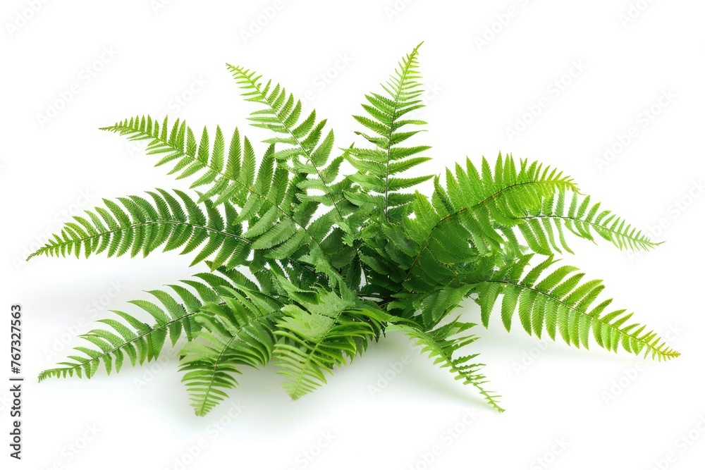 Naklejka premium potted houseplant - Boston fern over white background. Plant leaves png isolated
