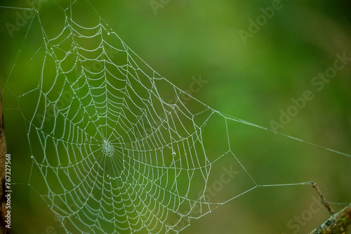 Autumn spiderweb adorned with dew 