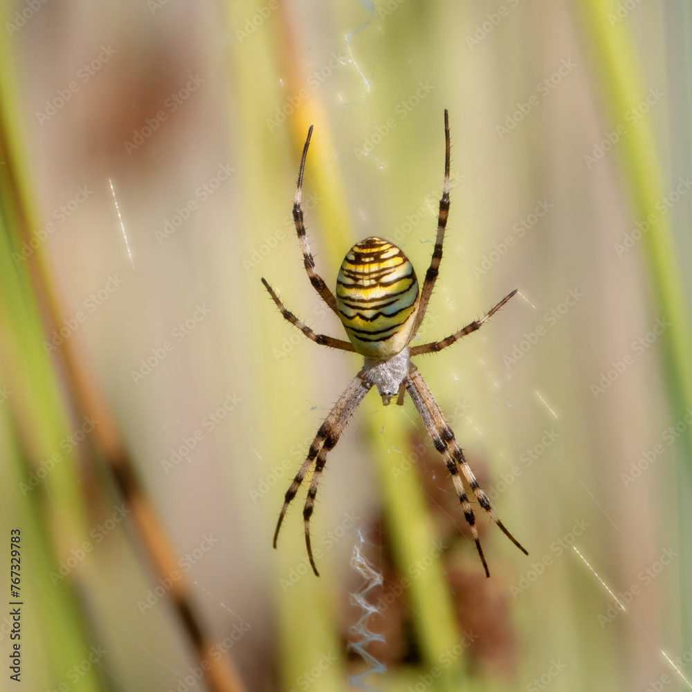 Wasp spider sitting in its web among reeds Wasp spider sitting in its web among reeds