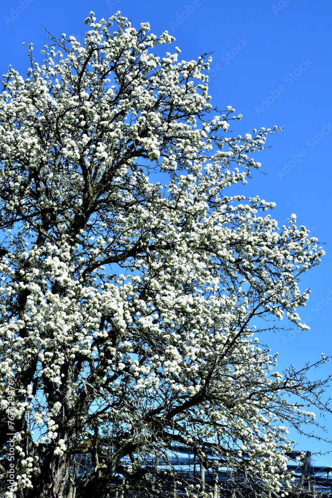 Ein alter Birnbaum in prächtiger Vollblüte im Frühling vor blauem himmel