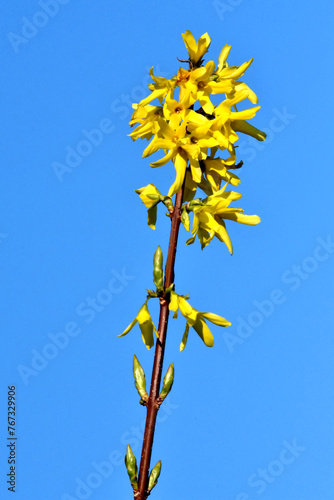 Ein Zweig mit schönen gelben Forsythienblüten vor blauem Himmel  photo