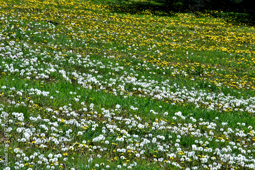Blumenwiese mit weißen Pusteblumen und gelbem Löwenzahn