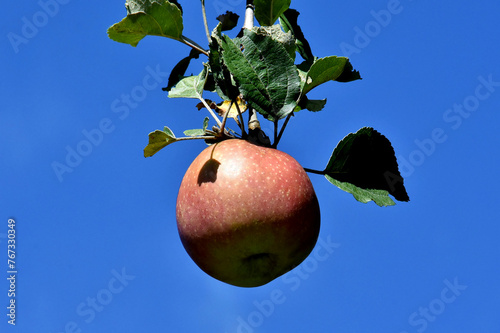 Ein reifer Apfel hängt vor tiefblauem Himmel vom Baum (Nahaufnahme)