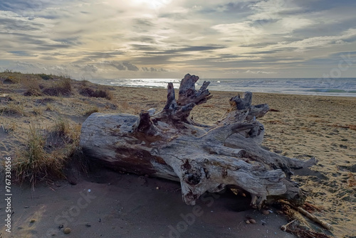 Seascape with beached timber in the foreground on the beach at Marina di Castagneto Carducci Tuscany Italy