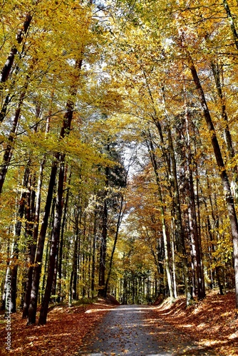 Schmale Straße durch den prachtvollen bunten Herbstwald photo