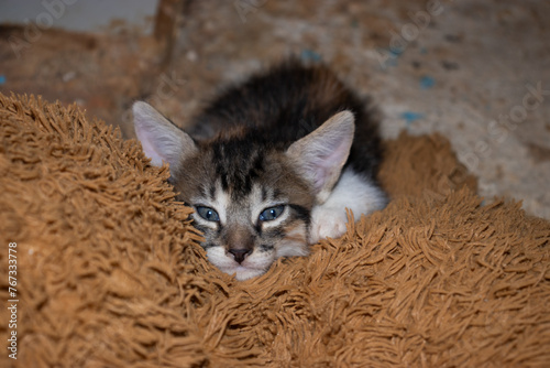 Kitten looking at the camera