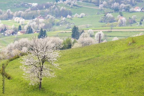 Spring landscape with blossom trees on a green meadows. The Hrinova village in Slovakia, Europe.