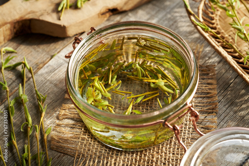 Preparation of gemmotherapeutic herbal tincture from willow branches with buds in a jar