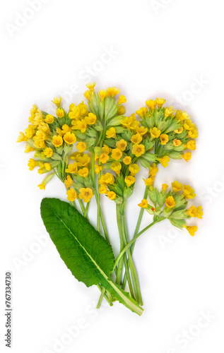 Yellow flowers and leaves Primula veris ( cowslip, petrella, herb peter, paigle, peggle, key flower, Primula officinalis Hill ) on a white background. Top view, flat lay. Medicinal herb