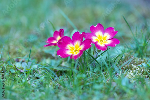 Purple flowers of Primula vulgaris, group of primrose flower on a meadow. © Viliam