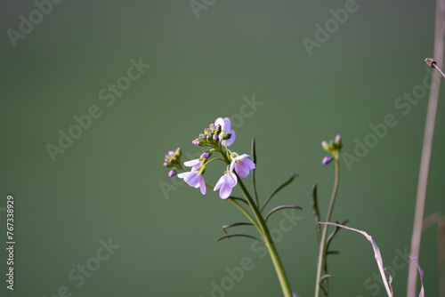 Lila Frühlingsblume