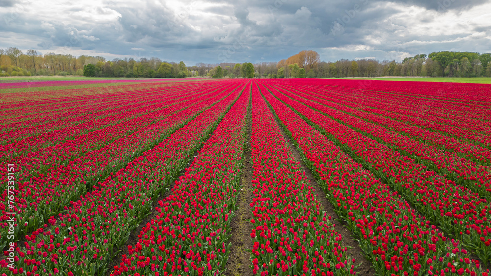 Tulips blooming in a field with a dark storm sky aerial drone view
