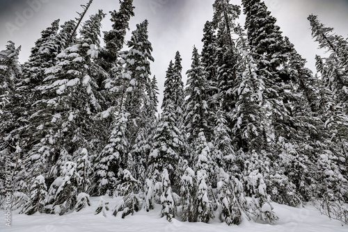 Rocky Mountain Winter snow covered trees