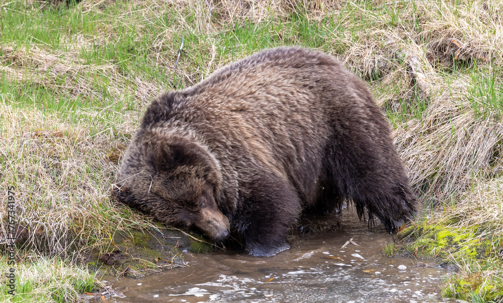 Obraz premium Grizzly Bear in Yellowstone National Park Wyoming in Springtime