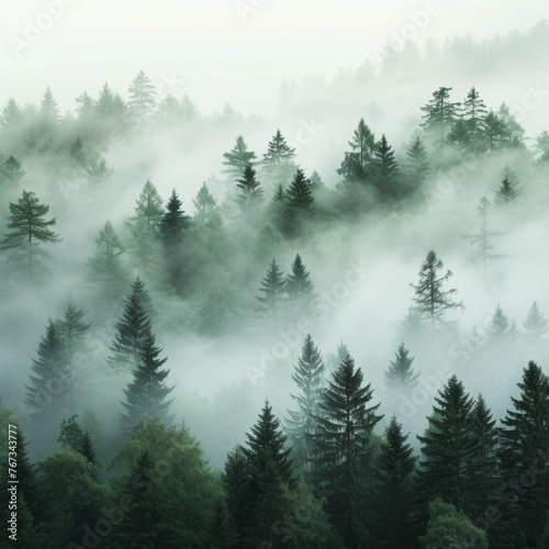 Foggy Forest with Distinct Tree Silhouettes © anat baron