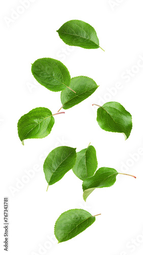 Falling apple leaf, isolated on white background, full depth of field