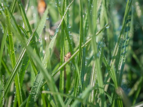 A grasshopper on a blade of a green grass with dew drops. 