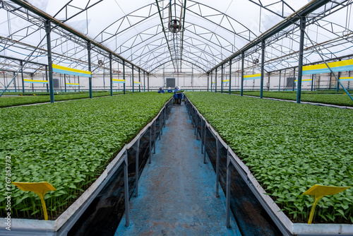 workers and seedlings in the greenhouse