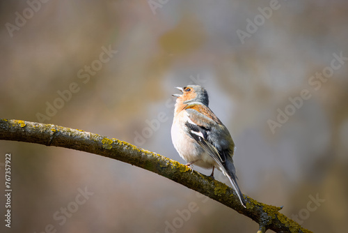 A male common chaffinch (Fringilla coelebs) sits on the thick branch and sings its spring song on a spring sunny day. Close-up portrait of male chaffinch with colorful background.