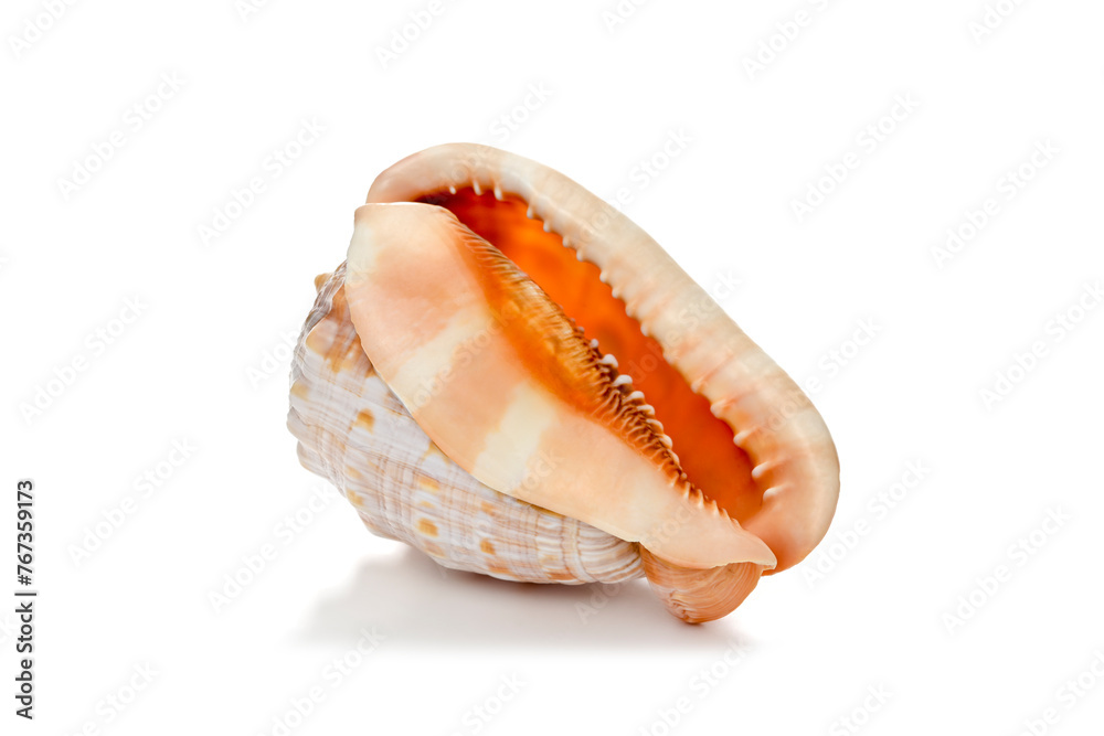 Large Ocean Conch Shell Isolated
