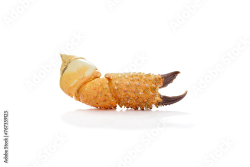 Crab claw isolated on white background
