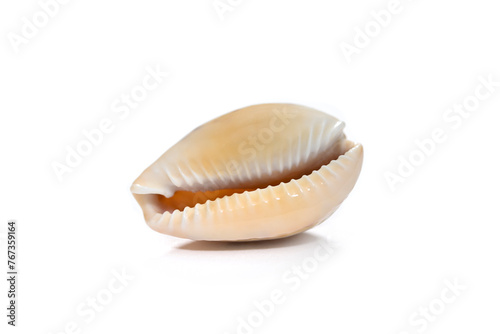 Cowrie isolated on white background