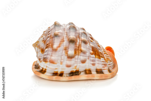 Ocean Conch Shell 