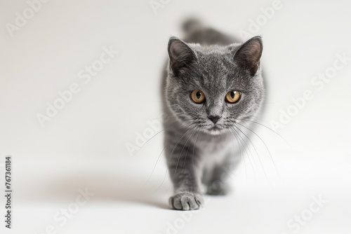 A grey british shortair kitten looking and walking towards the camera on a white background
