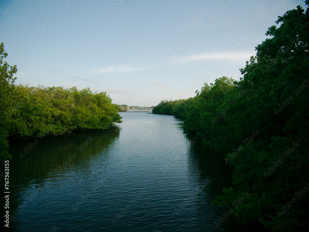 Wide View out water and mangroves with green trees on sides and blue and white sky. Calm water peaceful. At Clam Bayou Nature Preserve in Gulfport, FL. Room for copy, no people. Sunny bright day.
