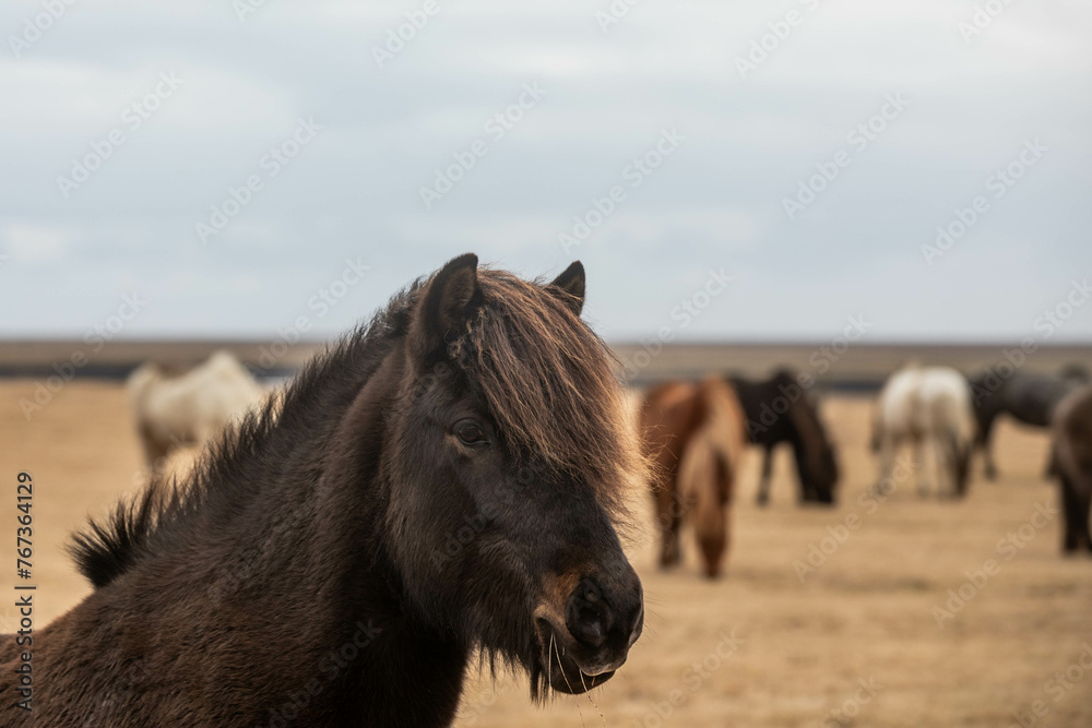 Fototapeta premium Islandpferd