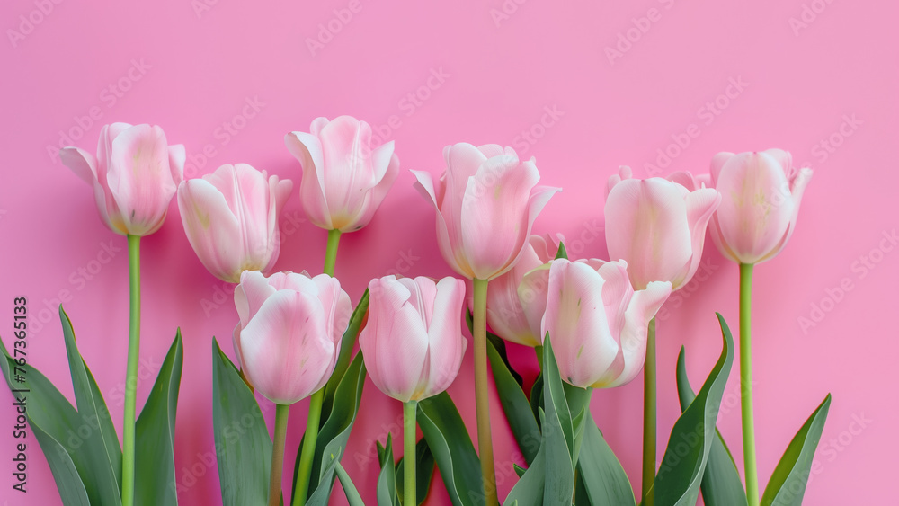 Fototapeta premium Pink tulips close up on pink background, frame