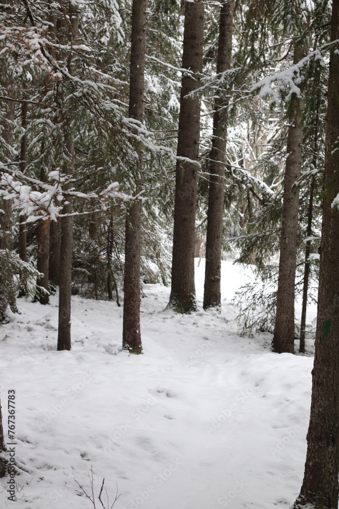 winter in the forest, pineforest. winter in the forest, pineforest.