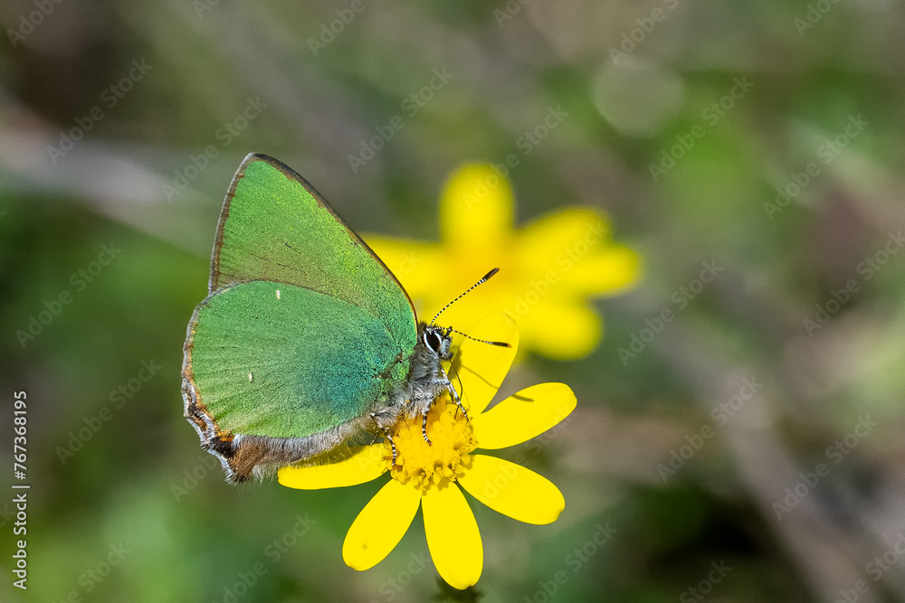 Lycaenidae / Zümrüt / Green Hairstreak / Callophrys rubi Lycaenidae / Zümrüt / Green Hairstreak / Callophrys rubi