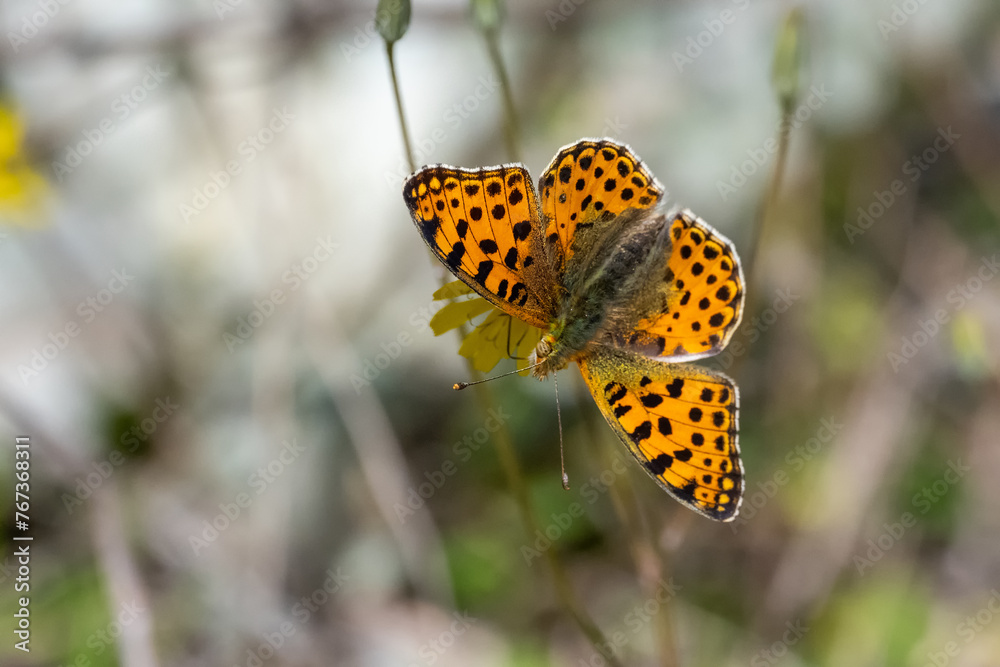 Obraz premium Nymphalidae / İspanyol Kraliçesi / Queen of Spain fritillary / Issoria lathonia