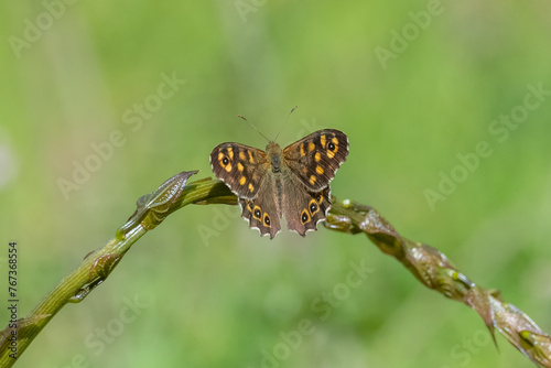 Satyridae / Karanlık Orman Esmeri / Speckled Wood / Pararge aegeria photo