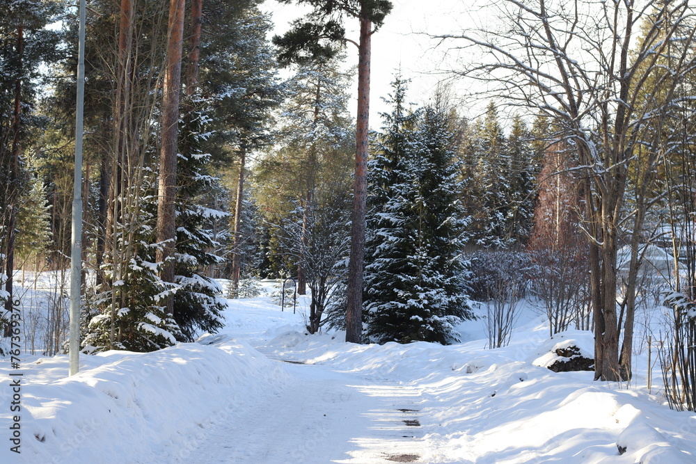Fototapeta premium snow covered trees