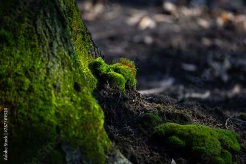 Green moss on a thick tree trunk. A high resolution.