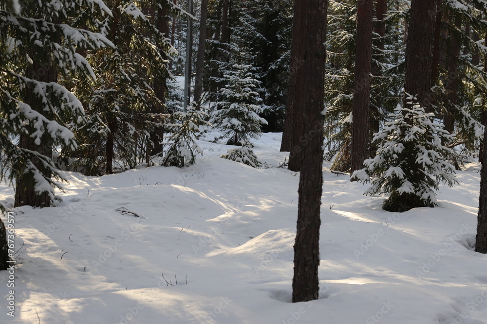 snow covered trees