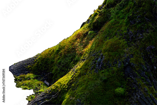 Green moss on a thick tree trunk. A high resolution. PNG.