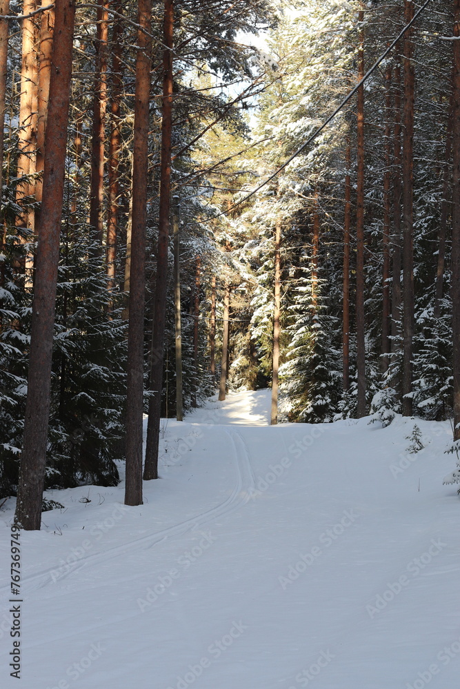 winter forest.