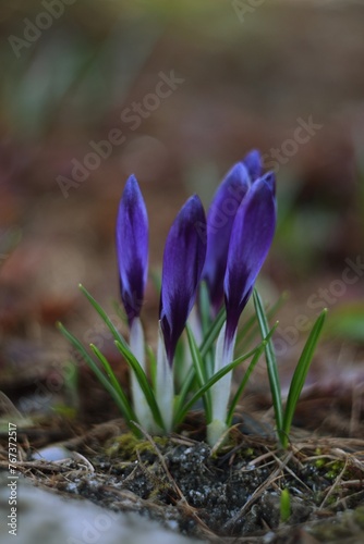 Crocuses in flower buds in spring garden, soft focus by old manual helios lens,bokeh background, blurr as painted, vintage.