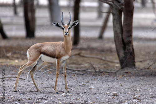 Young sand gazelle walking in the nature in UAE