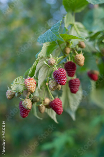Fresh raspberry fruit in the soft fruit kitchen garden - growing your own food.