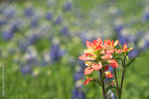 Close-up of Indian Paintbrush wildflower. Texas bluebonnets in the background.  © leekris