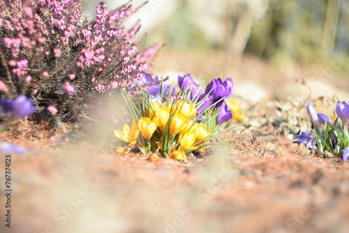 Blooming yellow and violet snow crocuses and pink bokeh erica flowers in early spring garden by helios lens, soft focus and swirly bokeh, vintage. photo