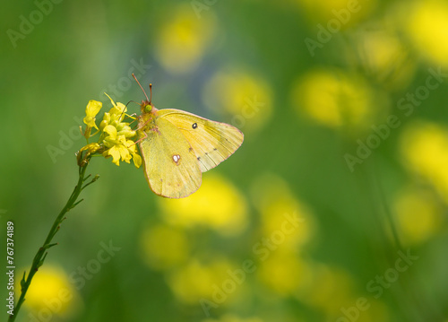 Orange Sulphur butterfly feeding on yellow wildflowers on a sunny spring day. Copy space. © leekris