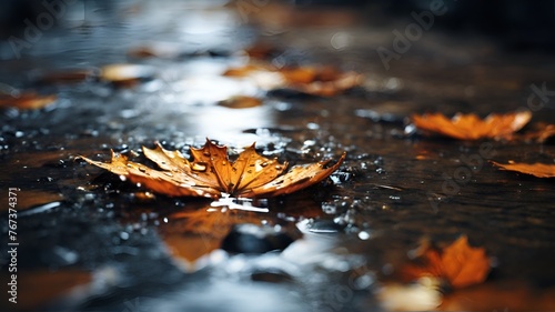 autumn leaves on a wet road after rain.