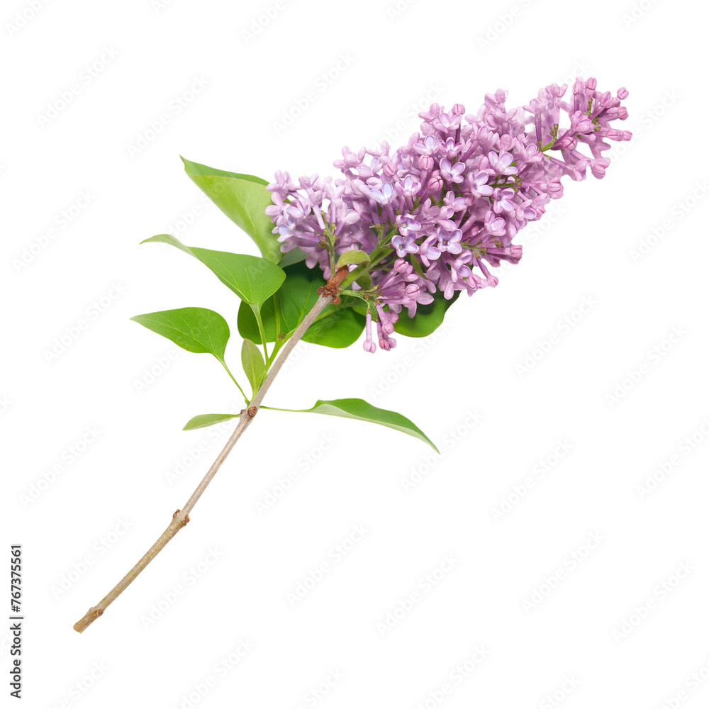 Violet lilac flowers branch in PNG isolated on transparent background